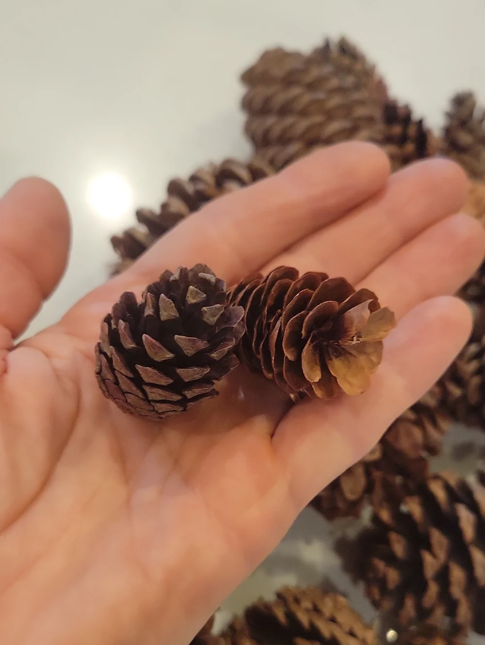 Real Pinecone Bundle